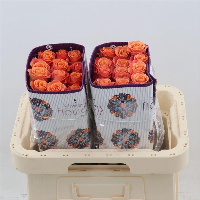 <h4>R GR ORANGE CRUSH</h4>