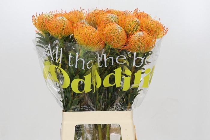 <h4>Nutans Ayoba Sun</h4>