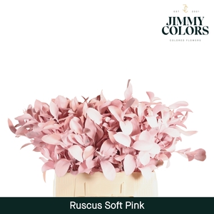 Ruscus L60 Klbh. Licht Roze