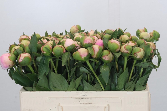 <h4>Paeonia Alertie</h4>