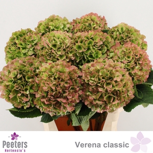HYDR M CH VERENA CL