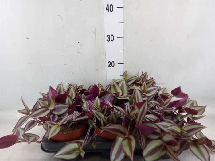 <h4>Tradescantia zebr. 'Violet Hill'</h4>