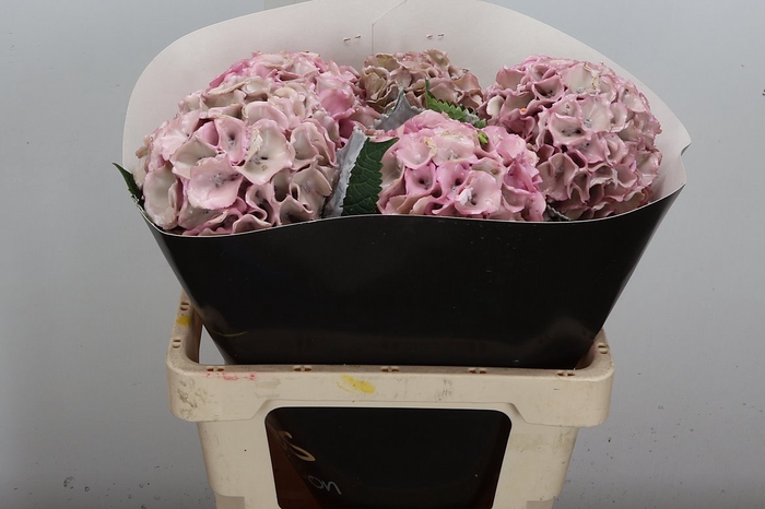 <h4>Hydr Wx (ex) Oceana</h4>