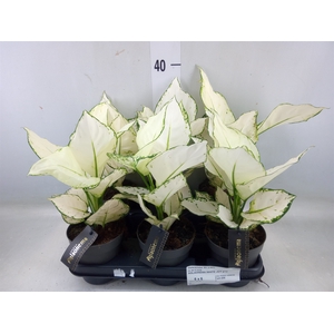 Aglaonema  'White Joy'