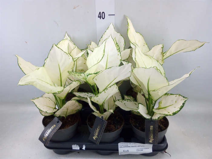 <h4>Aglaonema  'White Joy'</h4>