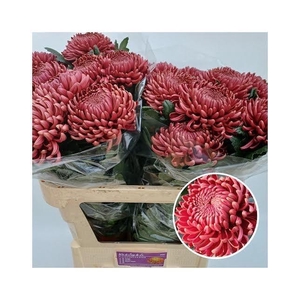 CHR G BIGOUDI RED