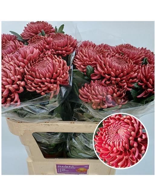 <h4>CHR G BIGOUDI RED</h4>