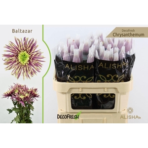 CHR G BALTAZAR 30 GR.