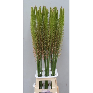 Eremurus Pink Romance