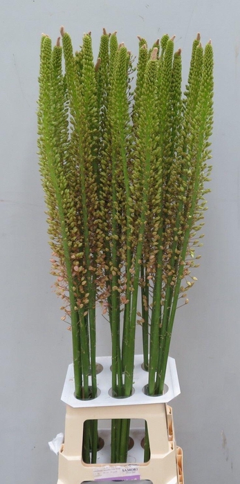 <h4>Eremurus Pink Romance</h4>