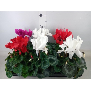 Cyclamen GR 'Mammoth'