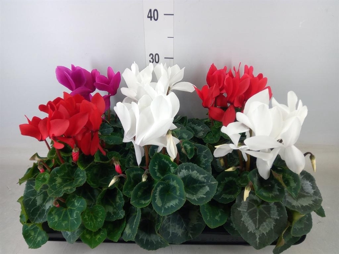 <h4>Cyclamen GR 'Mammoth'</h4>