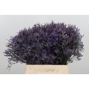 Limonium Safora Dark Blue