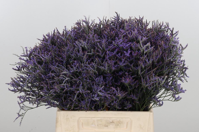 <h4>Limonium Safora Dark Blue</h4>