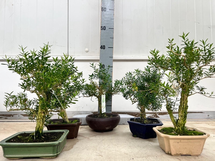 <h4>Bonsai mix, indoor, pot 14-18cm. Height 30cm. Various potsizes tropical Buxus harlandii, without driptray.</h4>