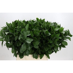 RUSCUS HYPOPHYLLUM 70 CM
