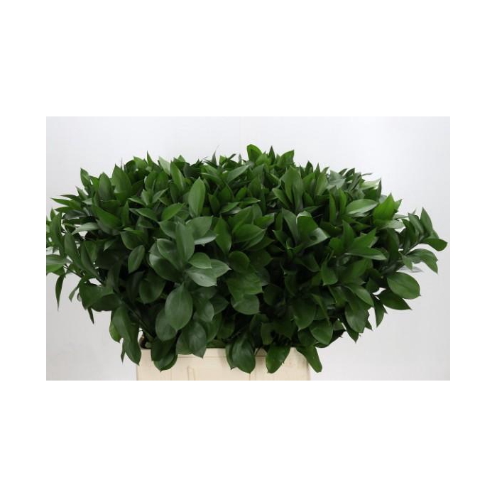 <h4>RUSCUS HYPOPHYLLUM 70 CM</h4>