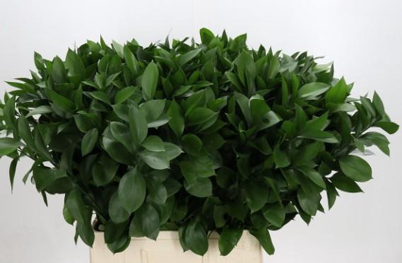 RUSCUS HYPOPHYLLUM 70 CM
