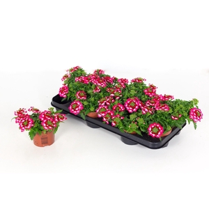 Verbena Drums Red Shades