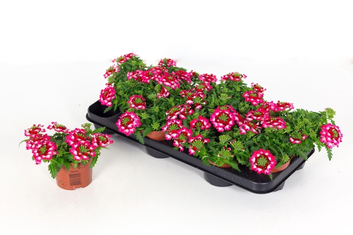 <h4>Verbena Drums Red Shades</h4>