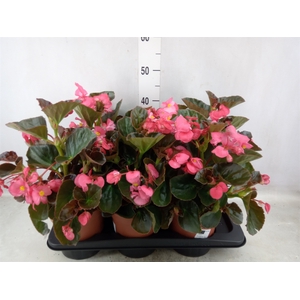 Begonia  'Big Rose wBronze Leaf'