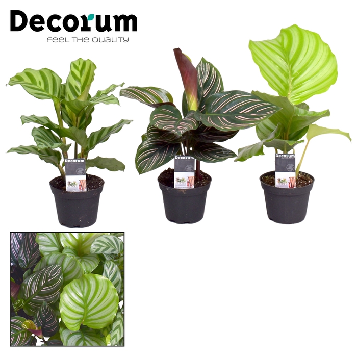 <h4>Calathea Gemengd</h4>