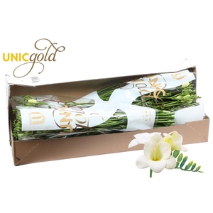 UG Barendse - Alba River box