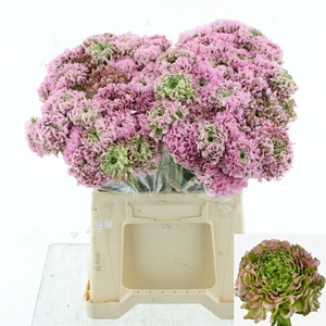 RAN PON PON HERMIONE