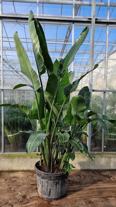 <h4>STRELITZIA ALBA</h4>