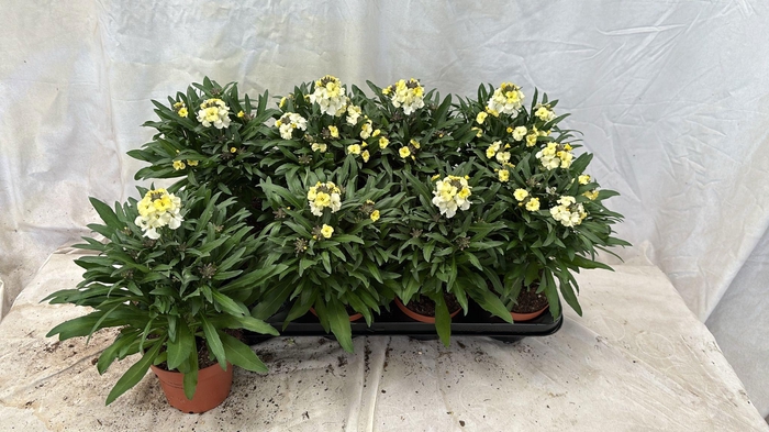 <h4>ERYS LEY LEMON GLOW</h4>