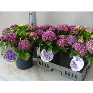 Hydrangea mac.