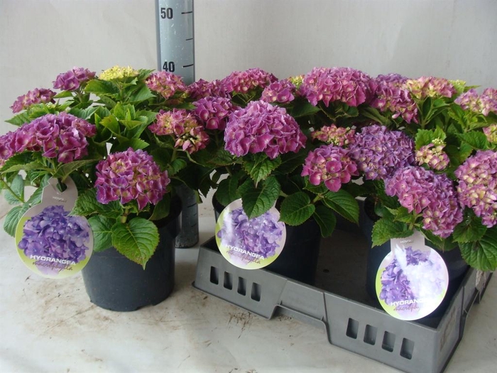 <h4>Hydrangea mac.</h4>