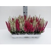 Calluna Beauty Ladies twin