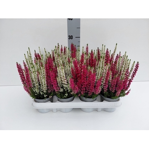 Calluna Beauty Ladies twin