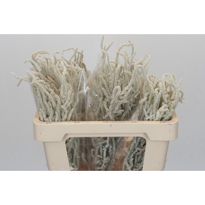 Amaranthus Yearming Desert