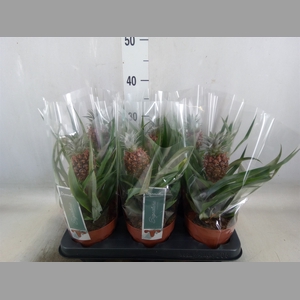 Ananas  'Rosita'