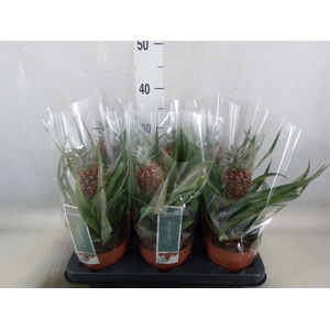 Ananas  'Rosita'
