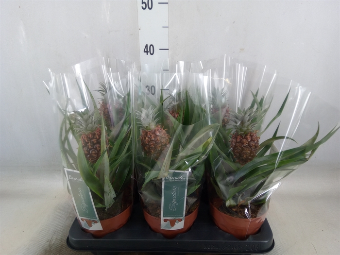<h4>Ananas  'Rosita'</h4>
