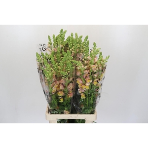 Antirrhinum Potomac Yellow