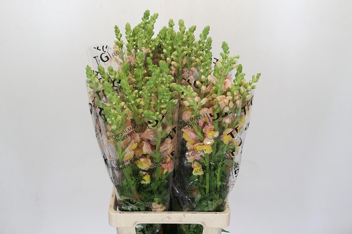 <h4>Antirrhinum Potomac Geel</h4>