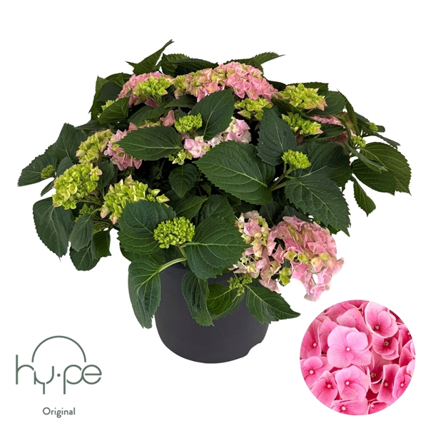 <h4>Hydrangea Mophead Pink 15+ | Hy-pe Original</h4>