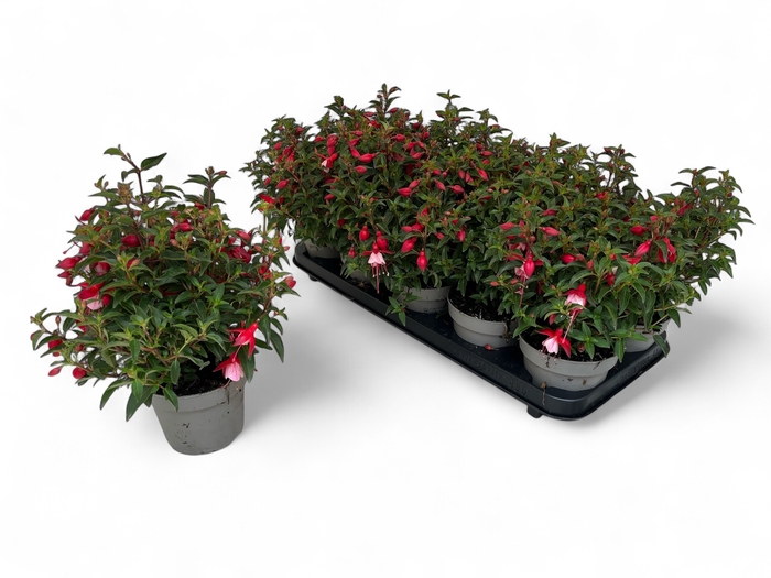 <h4>FUCHSIA OV</h4>