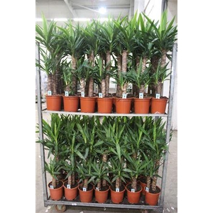 Yucca 60-30 Cm