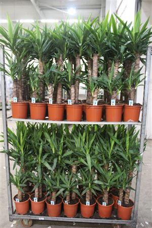 <h4>Yucca 60-30 Cm</h4>