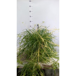 Chlorophytum com. 'Vittatum'