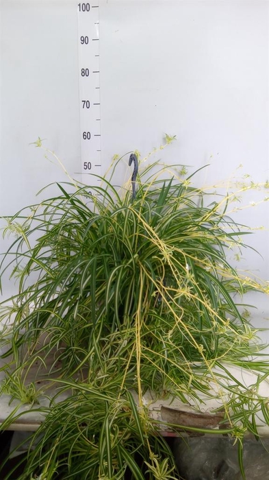 <h4>Chlorophytum com. 'Vittatum'</h4>