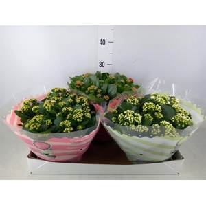 Kalanchoe blos.   ..rosebud mix  5