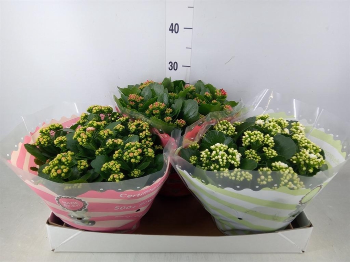 <h4>Kalanchoe blos.   ..rosebud mix  5</h4>