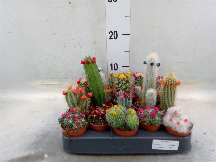 <h4>Cactus   ...decorated</h4>