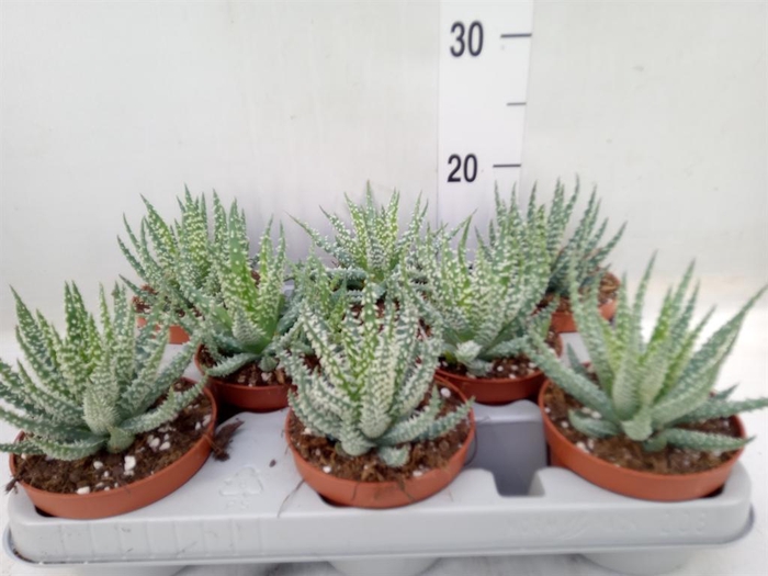 <h4>Aloe humilis</h4>